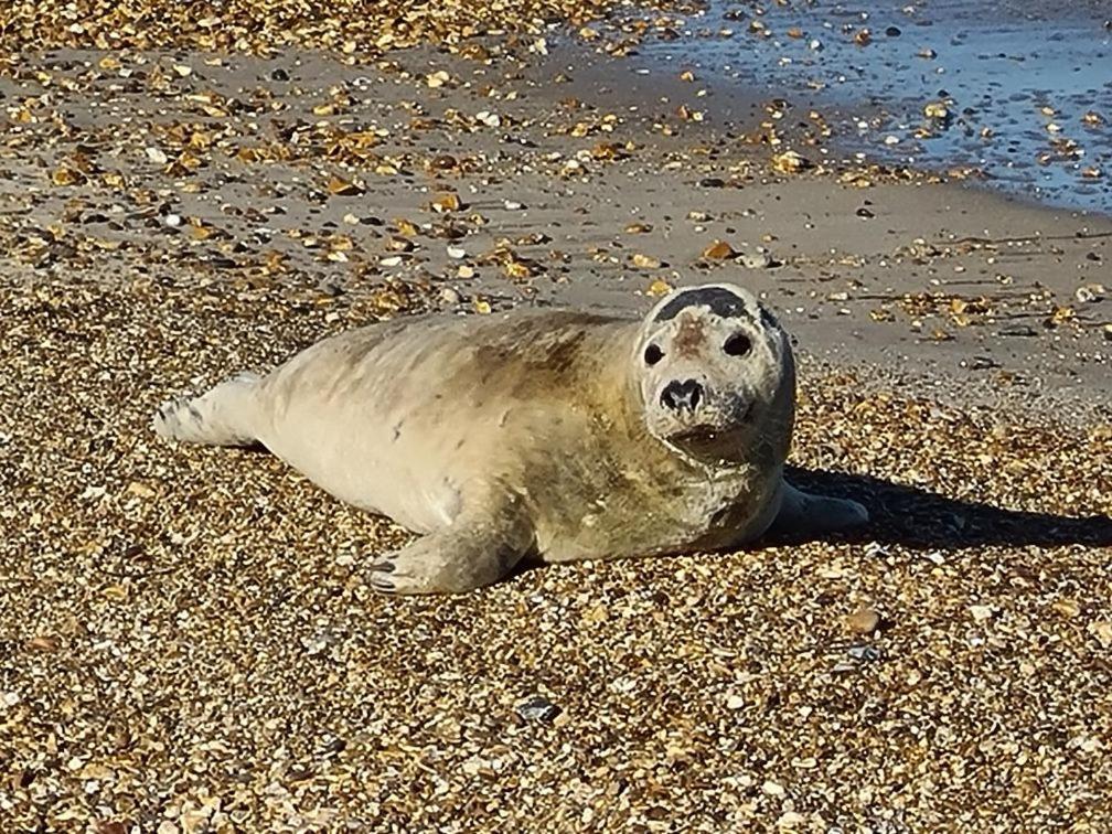 Seaspray Guest House Weymouth Esterno foto